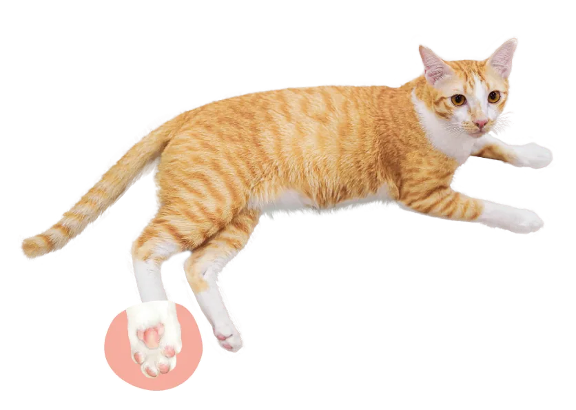 Salmon-sand-website_salmon_1.png